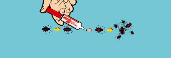 Esca per blatte insetticida per il controllo degli scarafaggi