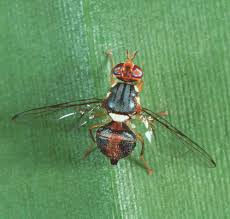 mosca dell'olivo